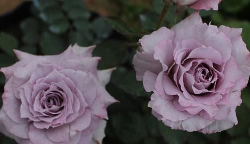  懒人|懒人必养的3种花，丢土里就能活，花色漂亮，花香四溢