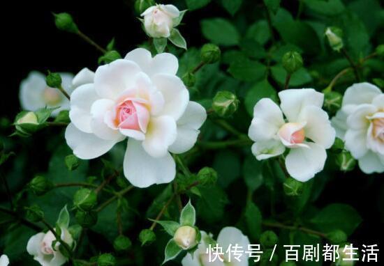 盘点十种招鬼的花,家里有这些花赶紧扔掉