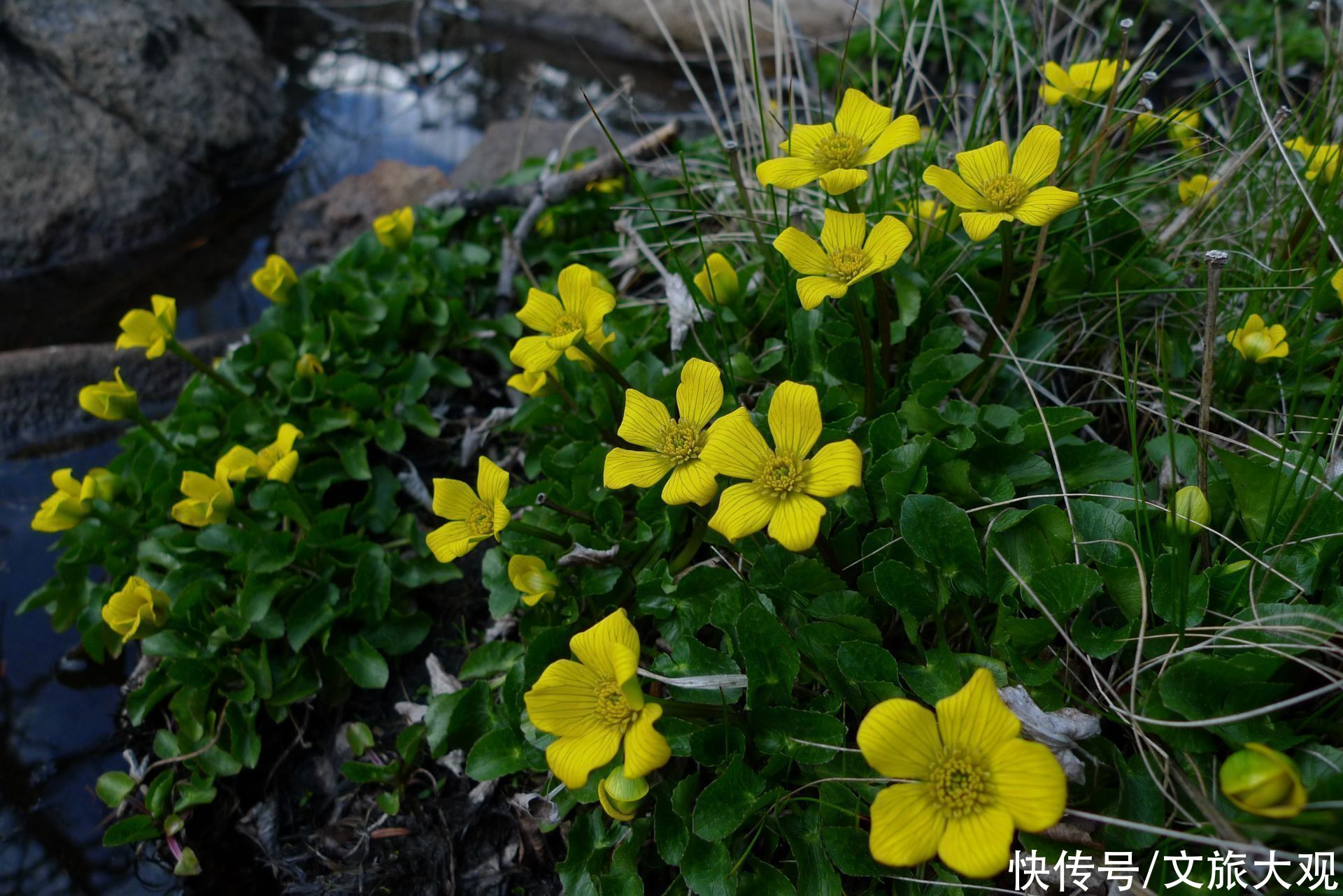 看一看丽江老君山的那些花儿