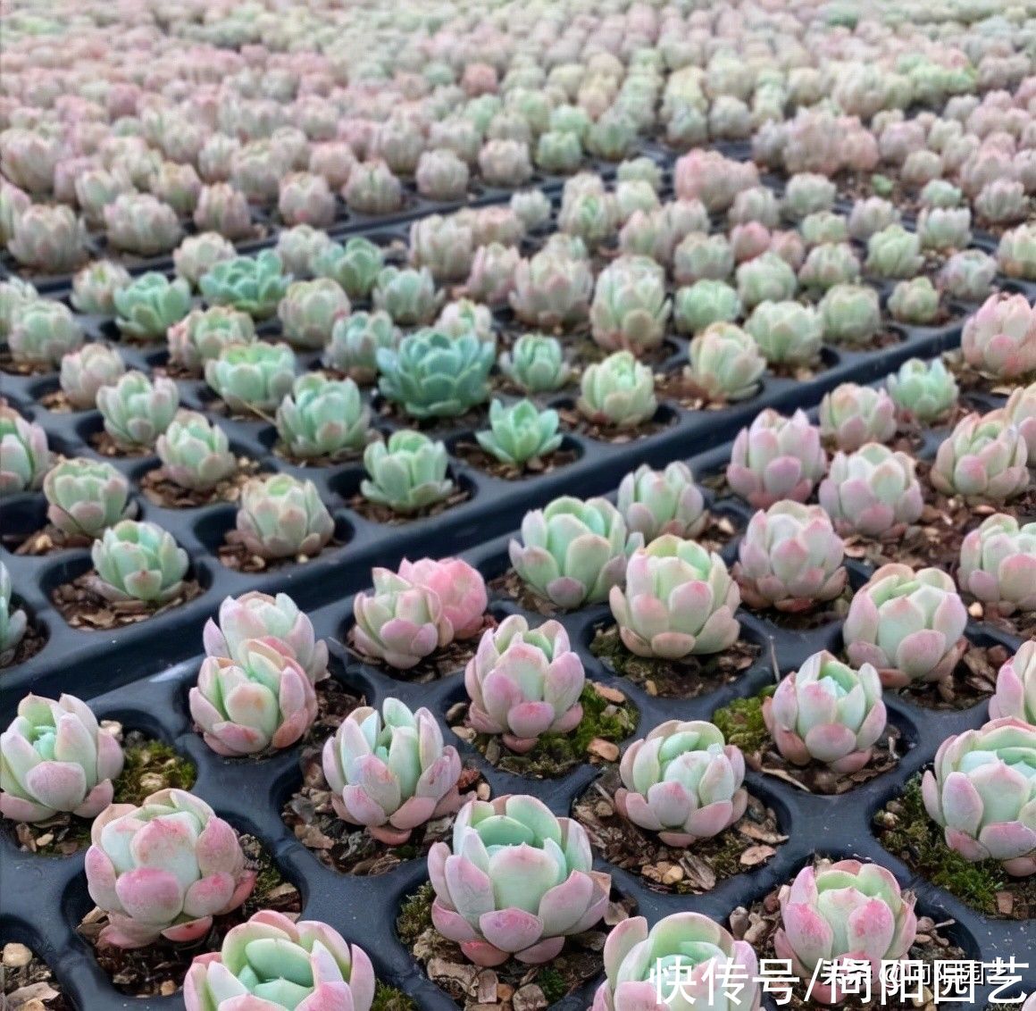 多肉|网上的多肉买回家，先要控形，不要着急养大，适应环境是关键