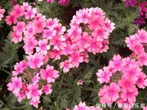 夫人|藤本花卉选“夏洛特夫人”，全年开花，花量丰富，阳台变花园