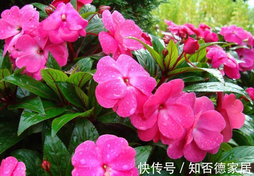 国庆前后,8种花种子收集起来,来年播种开出花海