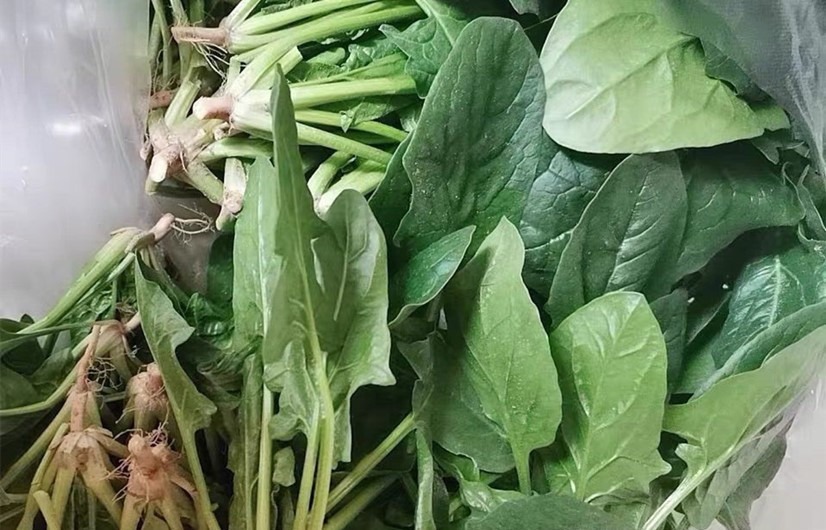 买菠菜时，要分清“尖叶”和“圆叶”，区别挺大，买错了不好吃