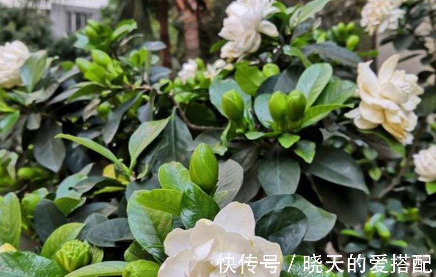 新芽|9月栀子花需要关心，“3种水”不能省，学会长新芽，清香小半年