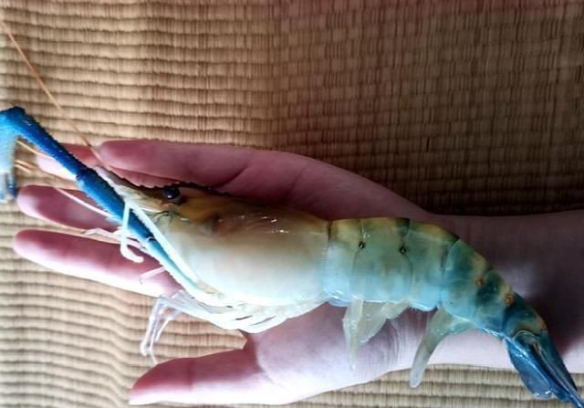 罗氏虾|76年被引入我国,曾卖到80元一斤,如今现身野外,钓鱼人过瘾了