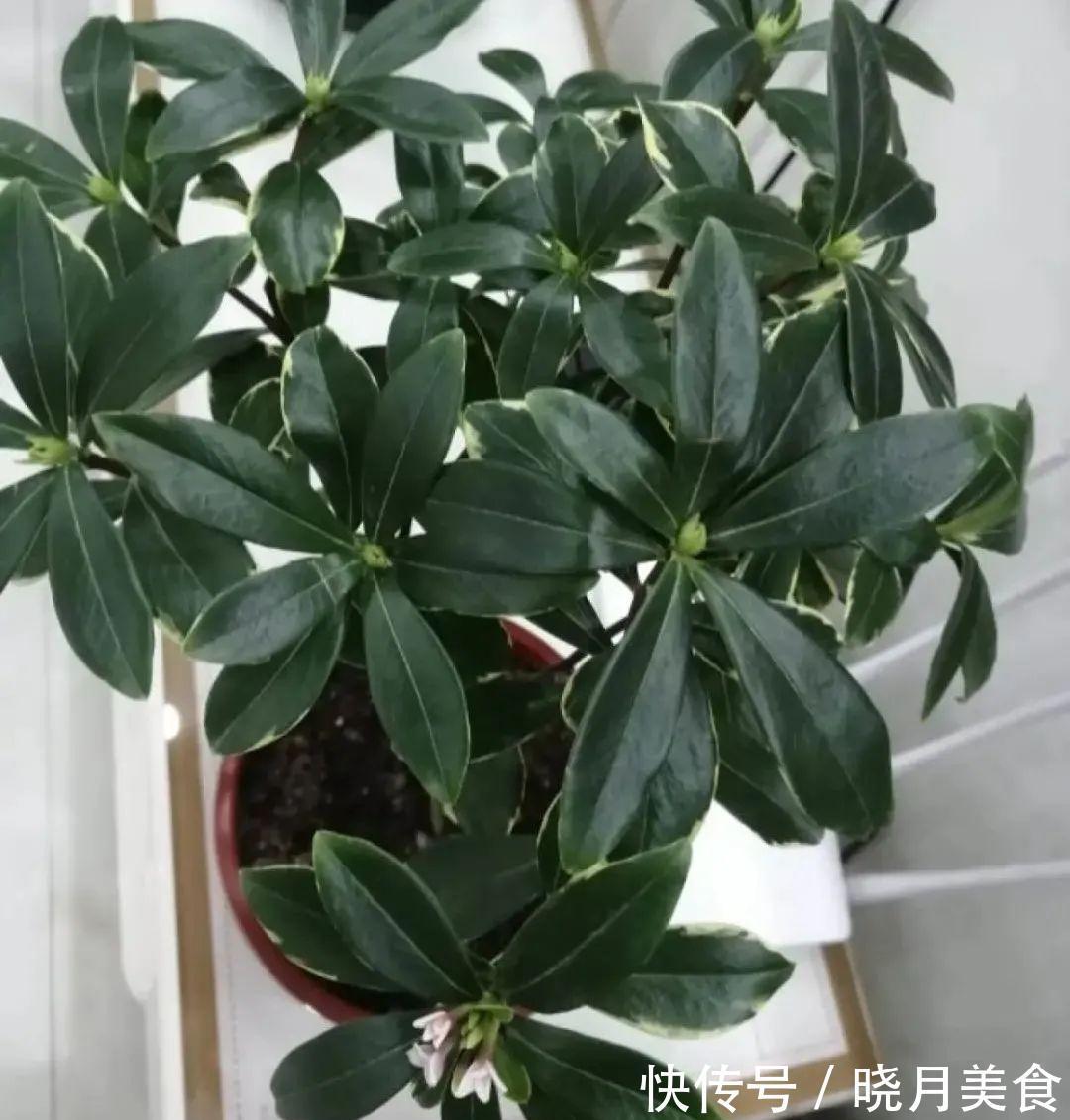 浇水|15种常见花,冬天浇水有讲究,小心越浇花越死