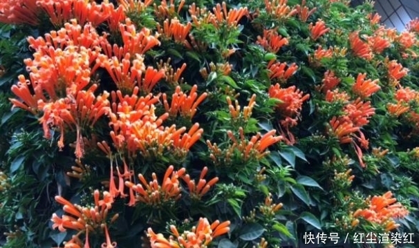 这5种花卉,最适合养在院子里,好看又好养!