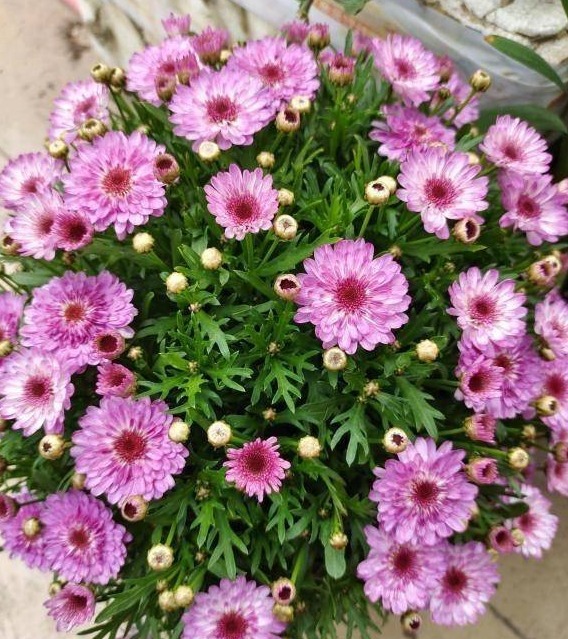 6种“大吉大利花”,开春养一盆,花苞爆开,“招财又旺家”