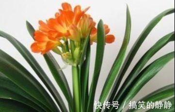 君子兰|家养君子兰就是不开花!这是为什么?养护专家这样说!