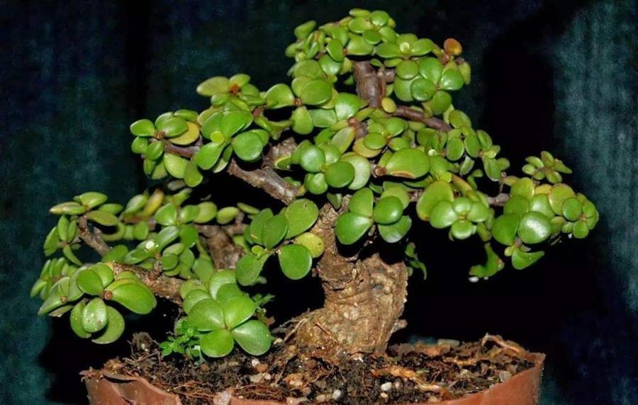 植株|马齿苋树的老桩养成之路,根据发生时间的不同,3种不同修剪方法