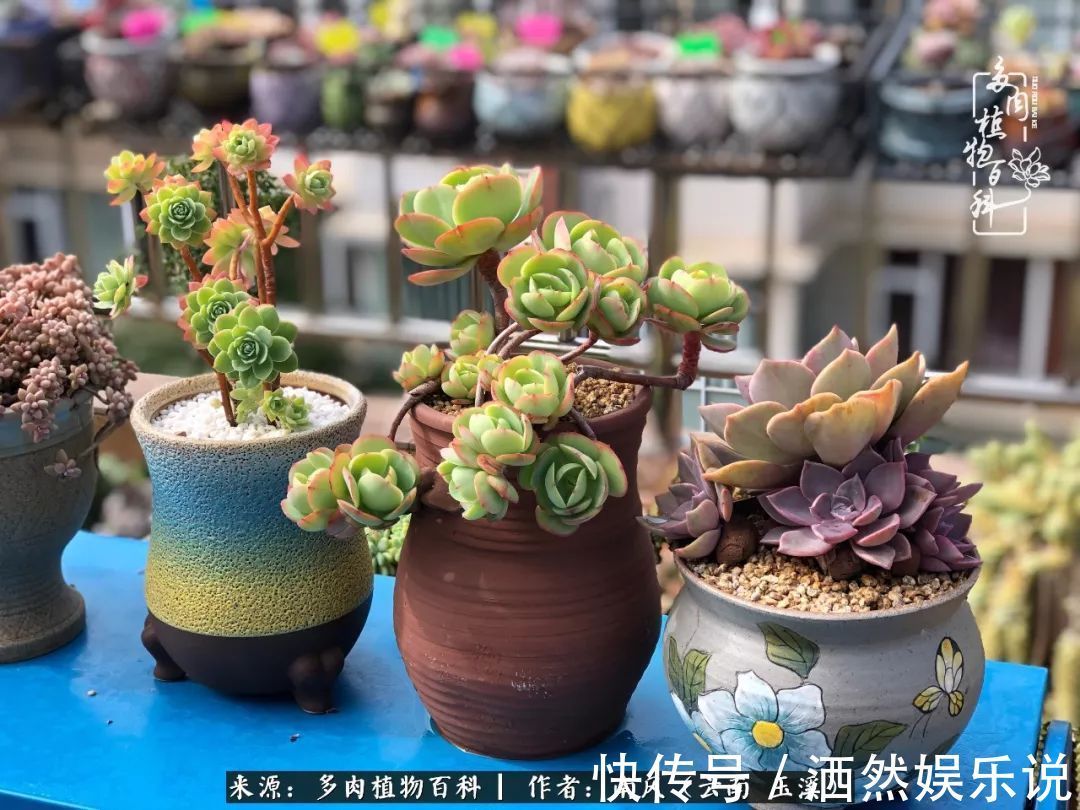 肉友|深秋里，种多肉、赏多肉、会肉友，马不停蹄快乐多！