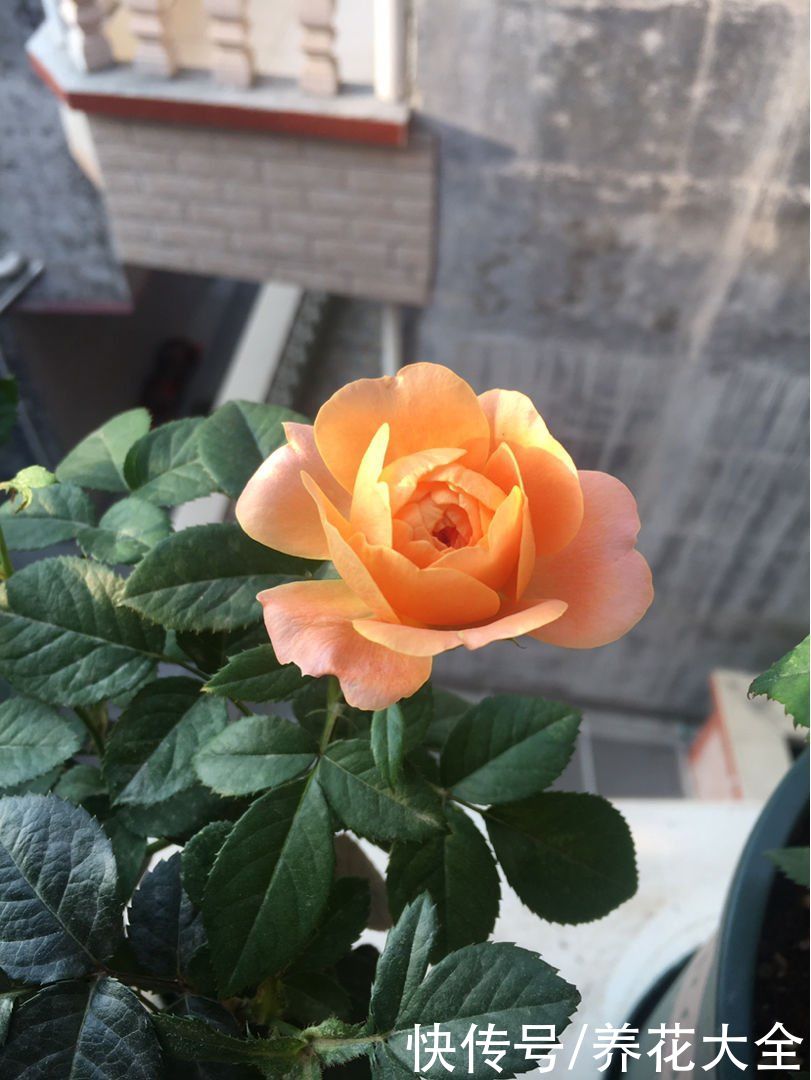 在家养盆护“迷你花”，花朵只有手心大，越养越喜欢