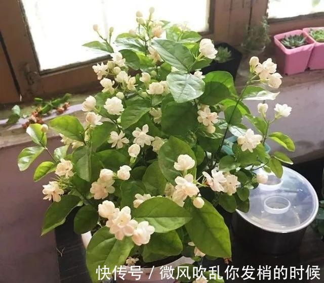 光照|阳台养花“6大错”,错了一个就黄叶,都占了就是“养花杀手”