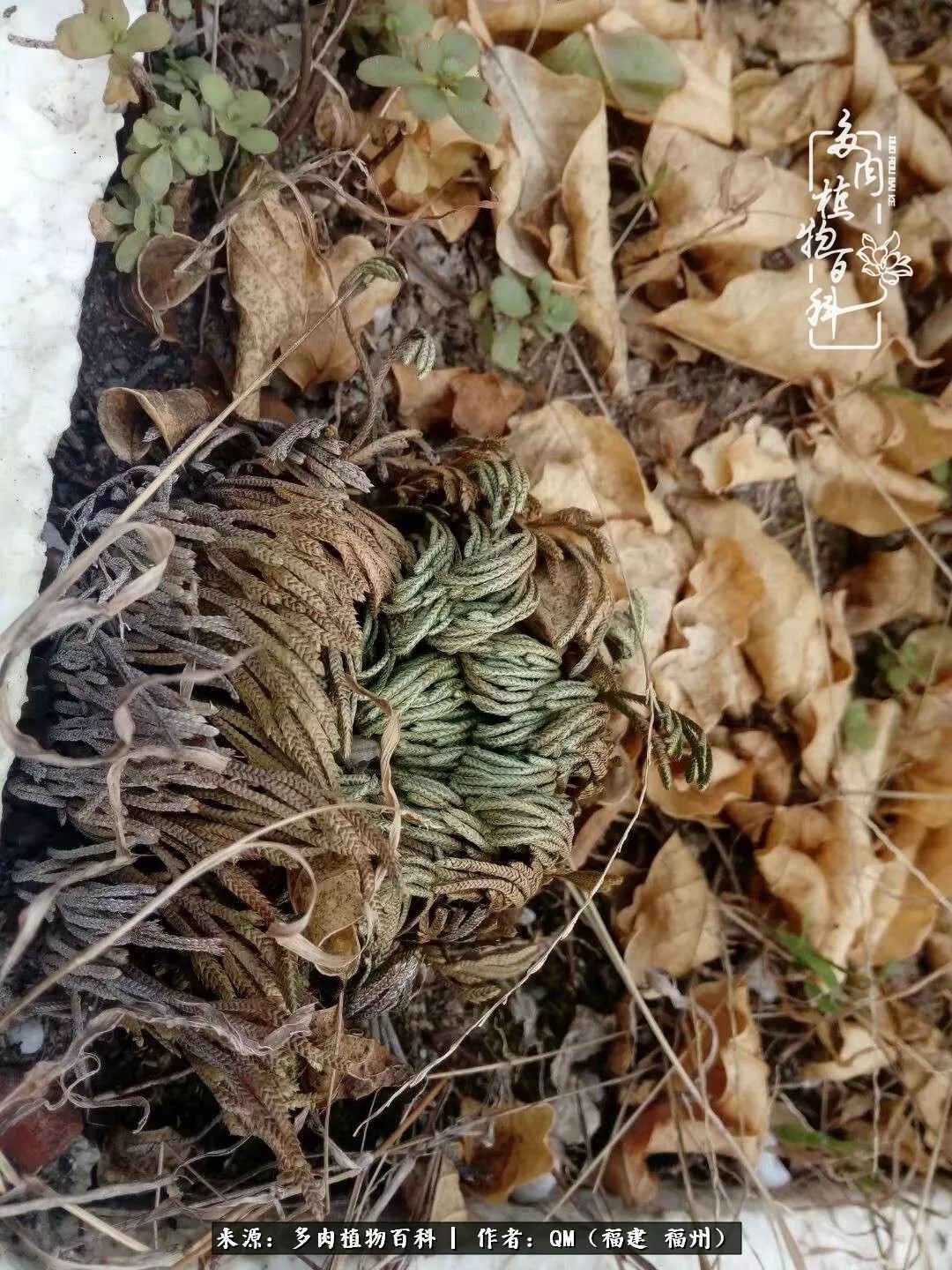 寒山转苍翠,秋水日潺湲——多肉未央,睹物思人!