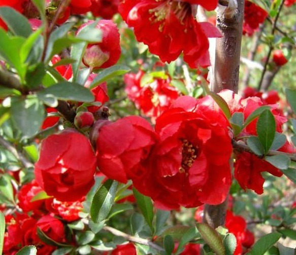 家养“此花”，观花赏果，色彩多变，可抗零下35度，令人耳目一新