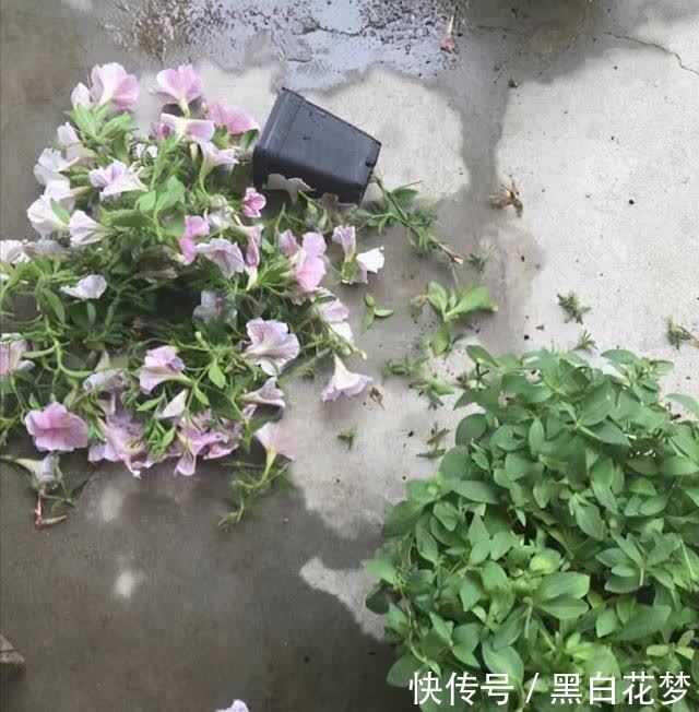 想要养好花，一把“剪刀”少不了，5种花剪的越狠，花开越爆