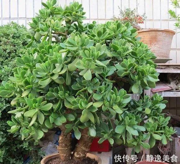 懒人养花首选这三种，省心省力又好养，霸气镇宅添福气，人人都喜