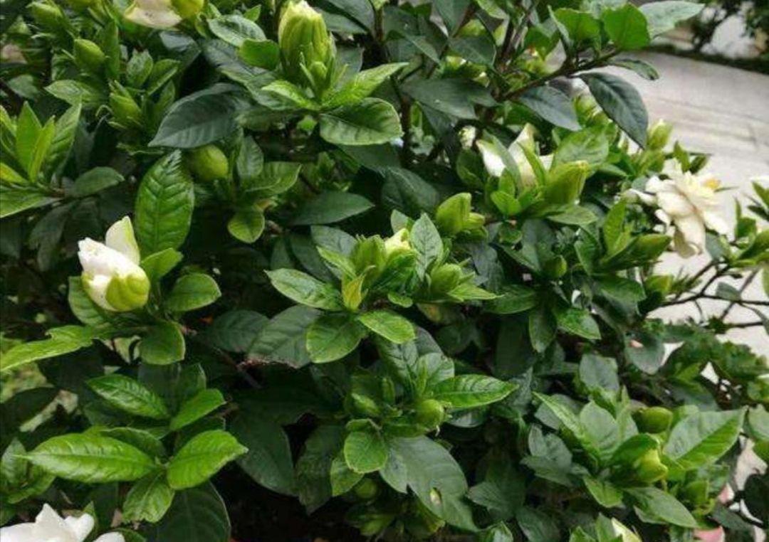 植株|栀子花好养吗?有方法就不难,现在教大家玩转