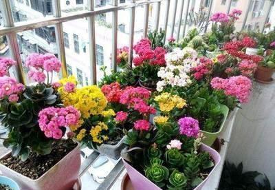 长寿花换土，切记避开“生死季”，换个时间段，沾土就生根