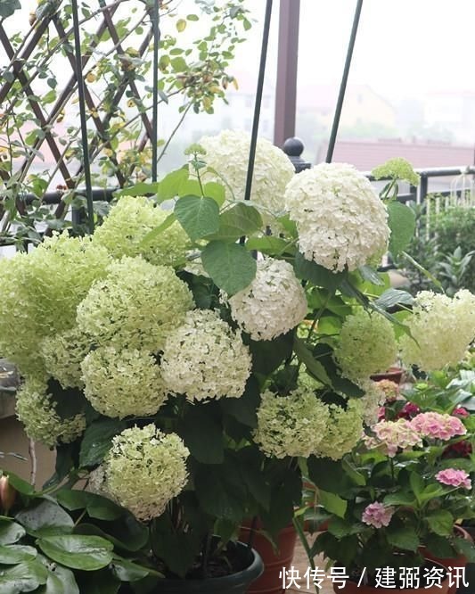 花型巨大，酷似火炬的绣球花，一年变小树，越冷越美艳