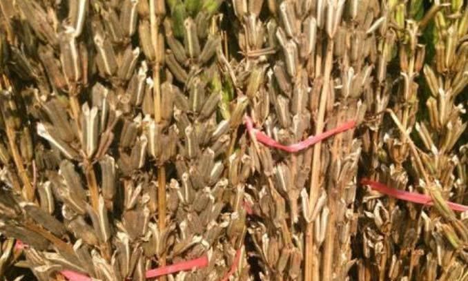 天然的“染发剂”被找到了, 洗头时加一点, 白发慢慢黑回来