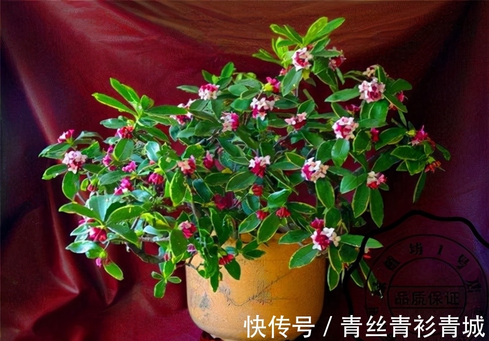 金边瑞香“越冷”开花越香浓，冬天做好4件事，满盆都是吉祥花