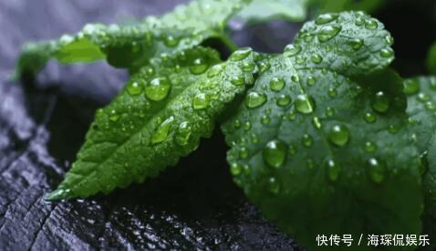 绿植|卫生间异味重!养上3盆这种绿植,味道清新连飞虫都少了!