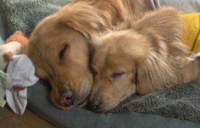 |搞笑动物夫妻睡姿,最后一张太像人类了,你们也太甜蜜了吧!