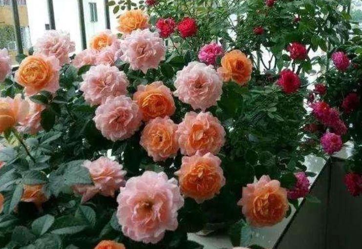 聪明人都养“4种花”,花香四溢,开花旺,有种初恋的感觉!