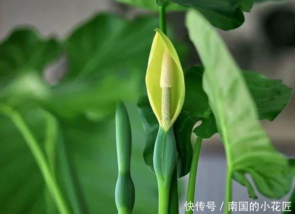 滴水观音 滴水 是好是坏 快资讯 滴水观音 滴水 是好是坏 快资讯