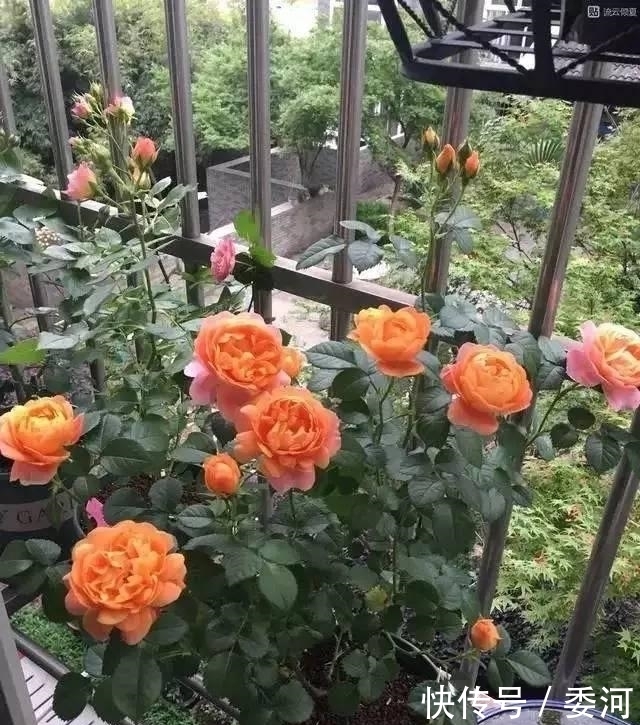 四季都开花,花期长,易养活,阳台养花的首选