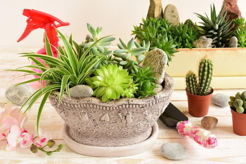 养花15年的经验告诉你,4种水不能用来浇花,科学养好花