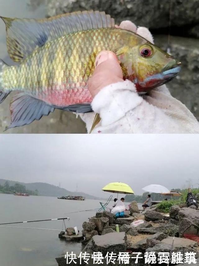 好漂|野钓精准调漂法!你与爆护差的就是这些!