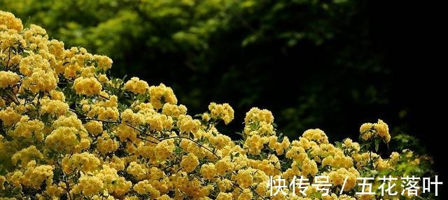 院子再小，也要养棵它，花朵娇艳，香气醇厚，左邻右舍都说香！