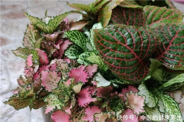 别养绿萝了,这20种耐阴植物,养在家里更合适!