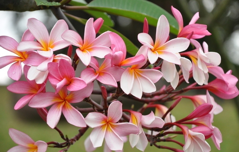 此花花色独特，在开花的时候还能散发出芳香，是最美的花