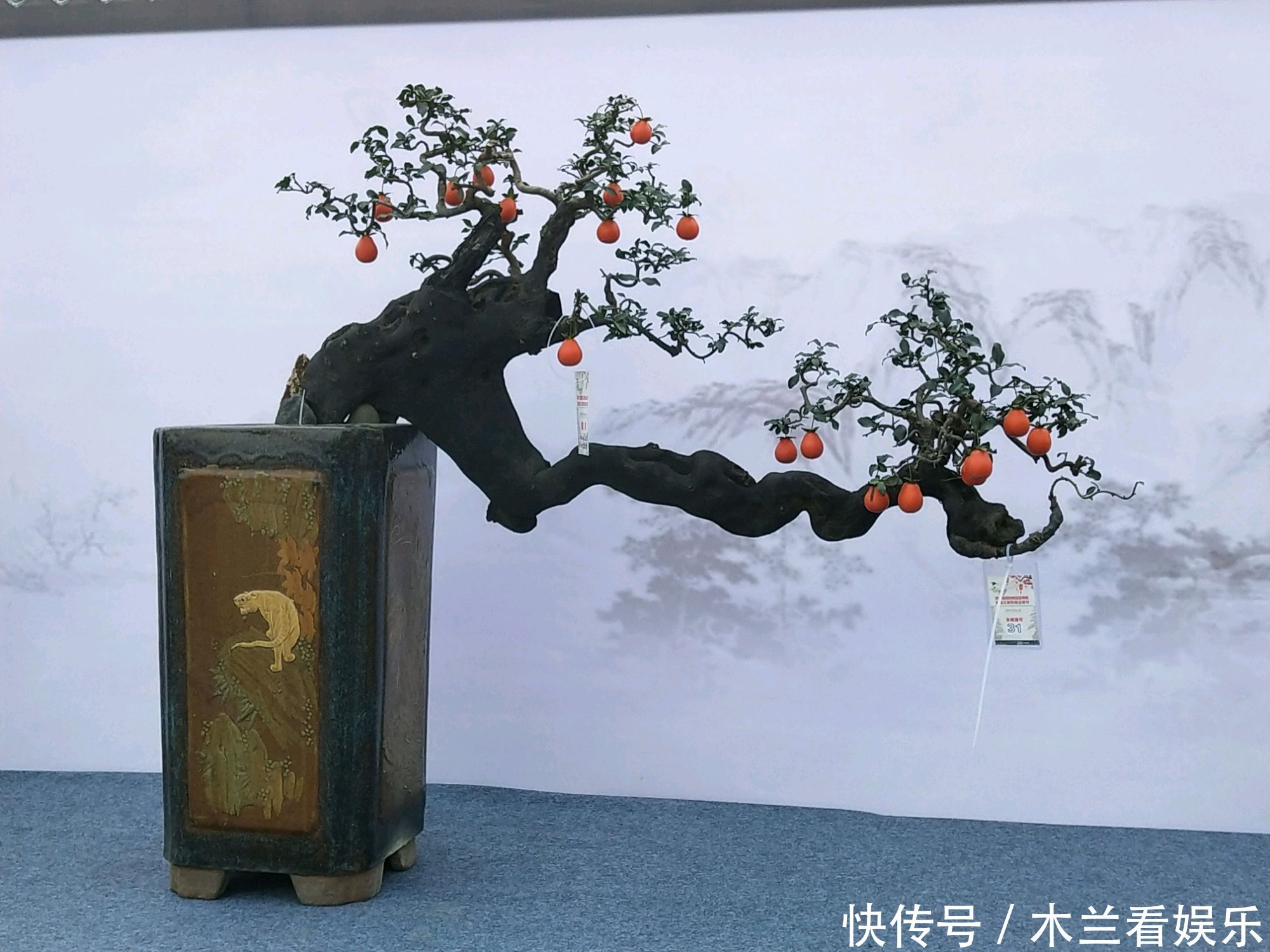 人工|金弹子盆景开花多结果少人工授粉打一针''它'',满树都是金弹果