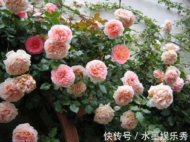 三楼|三楼奶奶不让我在一楼种花，事情解决了，出乎意料的让人难受