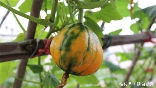 这种瓜有意思砍一节长一节,后院种一棵,