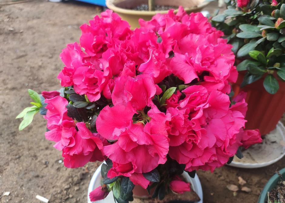 花盆|室内养花浇水总烂根?教你最简单的2个“窍门”,浇水不再烂根!