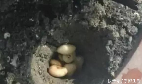 植物|养花需“氮磷钾肥”怎么办别再花钱买了,上厨房找找全都有了!