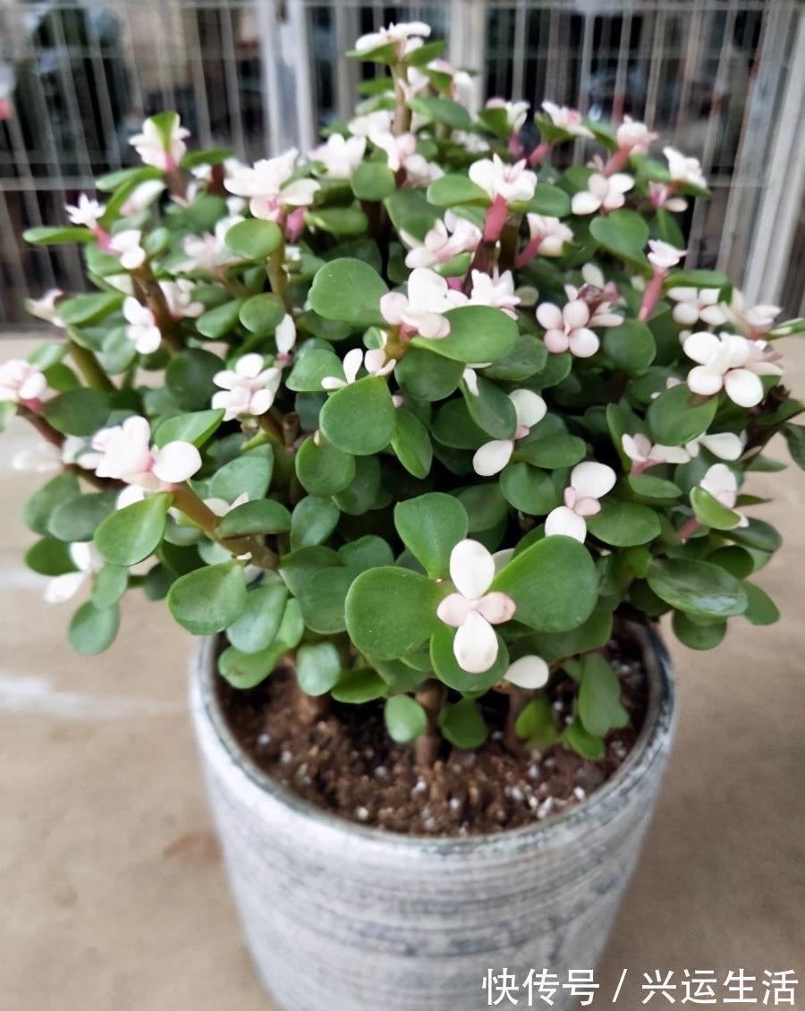 什么花就用什么花盆,选对了花盆,养啥花都能长得好