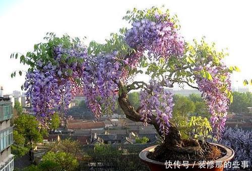 新手|5种花,现在扦插正当时,天越热生根越快,适合新手