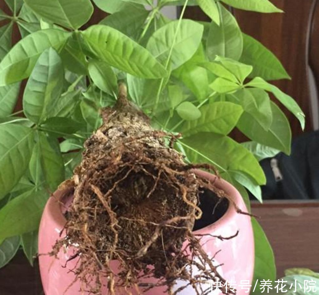 栽培|发财树出现烂根,只需简单“3个步骤”,就能让它再次长出新根