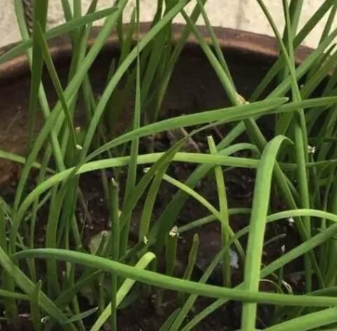 六种在家就可以种的菜,阳台种几盆,漂亮好吃有营养!