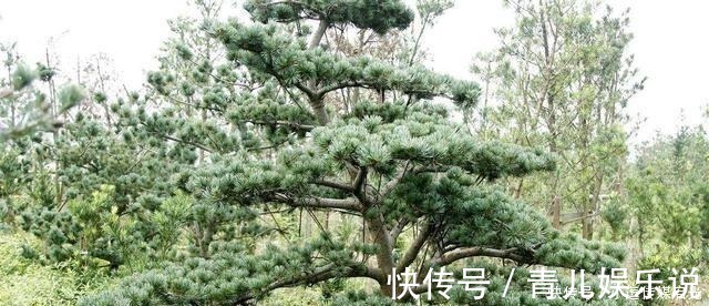 花儿|盆景分“大小”,这6种盆景越“小”越值钱,有果子价值翻倍!