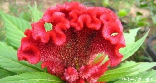 农村这种“大鸡公花”,一般种在粪坑边,能治痔疮,种子是美味