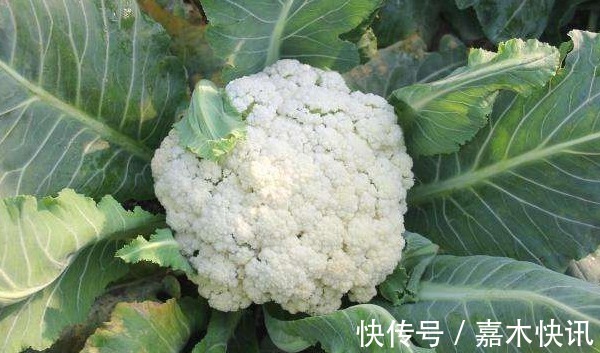 代謝廢物|寧愿不吃，也不碰的幾種蔬菜，寄生蟲成堆，有些人還不知道呢