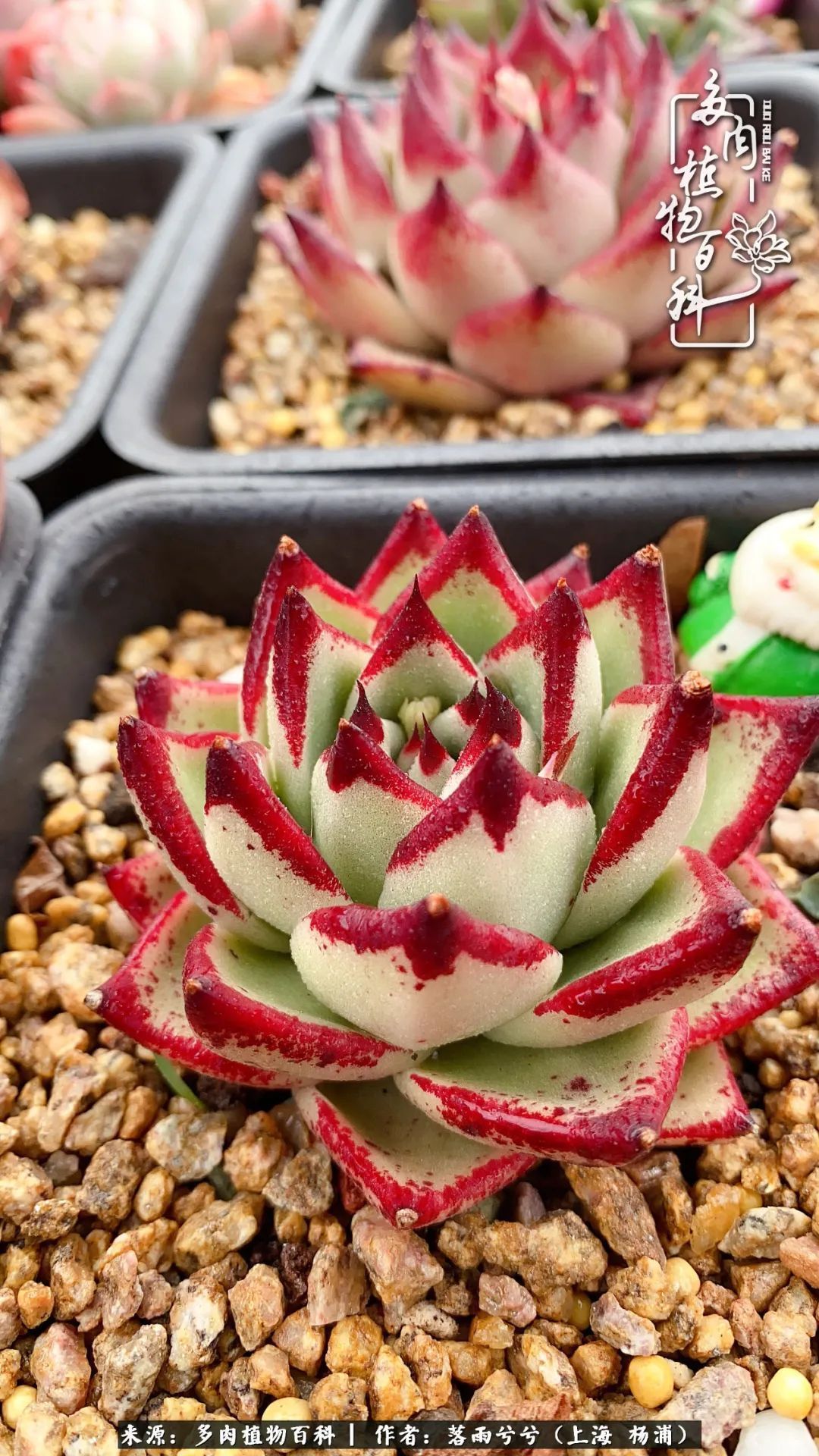入坑7年多,从菜色到全状态,包邮区的多肉一样可以很美!