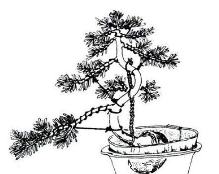 不会给盆景造型别急,先了解这两种方法,看完后再找自己的方向!